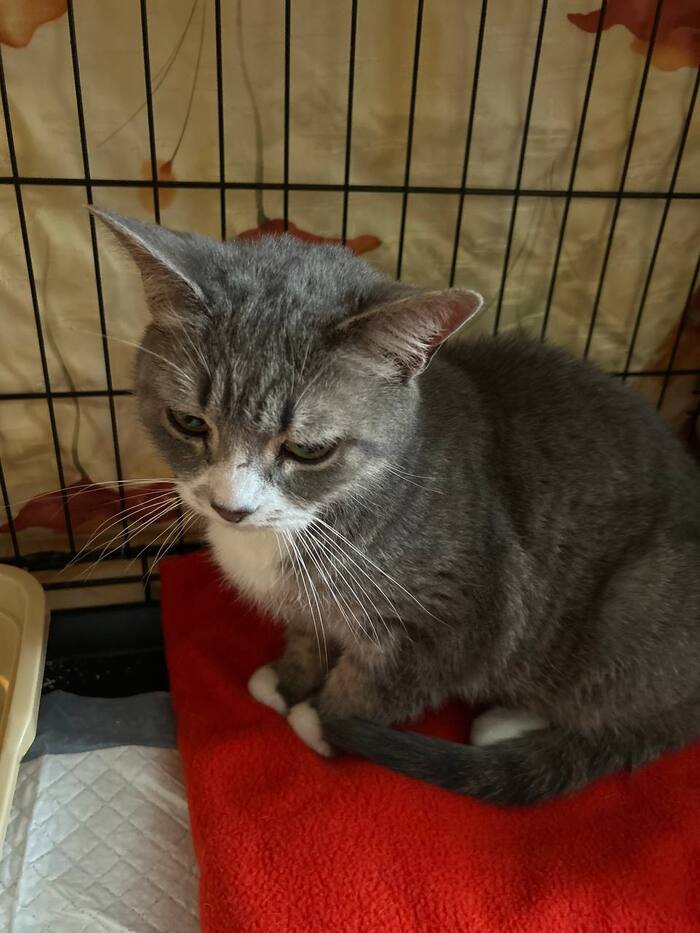 Продолжение поста «Любань. Чей кот? Под машинами третий день. Ласковый, крупный. На улице ниже минус 20» Любань, Потеряшка, Кот, Без рейтинга, Ленинградская область, Санкт-Петербург, Вертикальное видео, Найден кот, Видео, Ответ на пост, Длиннопост