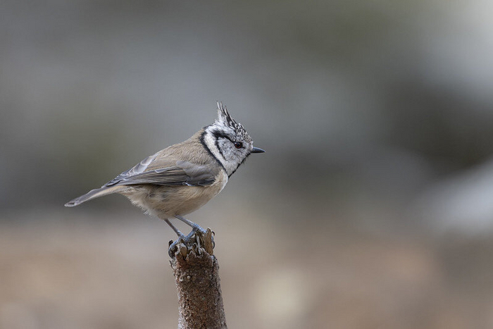 Хохлатая синица редко посещает кормушки, даже в лесу, предпочитая кормиться на хвойных деревьях. Тем не менее, упомянем ее. Фото kuhnmi (<!--noindex--><a href="https://pikabu.ru/story/chto_za_ptitsa_priletela_na_kormushku_opredelitel_vashikh_pernatyikh_gostey_11035891?u=http%3A%2F%2Fflickr.com&t=flickr.com&h=00f33e3721471ba29e2ca96a4c409fec5ea4b238" title="http://flickr.com" target="_blank" rel="nofollow noopener">flickr.com</a><!--/noindex-->)