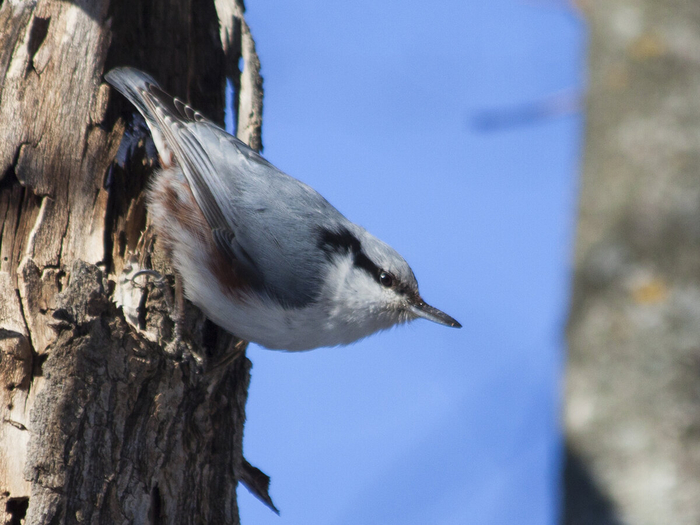 Поползень. Фото автора