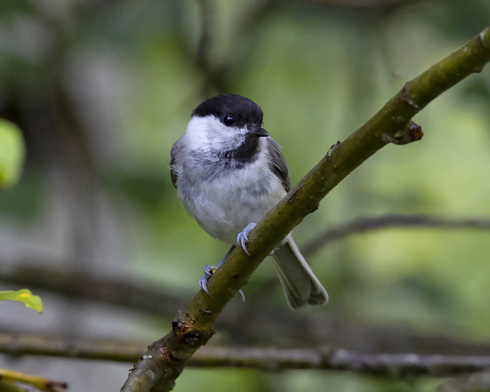 Буроголовая гаичка, или пухляк. Нечастый гость на кормушках в городе, но в лесу зимой - обычная птица. Фото Francesco Veronesi (<!--noindex--><a href="https://pikabu.ru/story/chto_za_ptitsa_priletela_na_kormushku_opredelitel_vashikh_pernatyikh_gostey_11035891?u=http%3A%2F%2Fflickr.com&t=flickr.com&h=00f33e3721471ba29e2ca96a4c409fec5ea4b238" title="http://flickr.com" target="_blank" rel="nofollow noopener">flickr.com</a><!--/noindex-->)