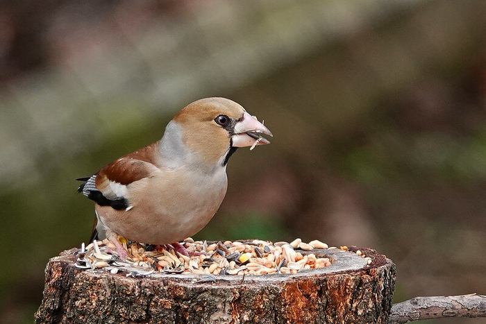 Обыкновенный дубонос. Фото bkaree1 (<!--noindex--><a href="https://pikabu.ru/story/chto_za_ptitsa_priletela_na_kormushku_opredelitel_vashikh_pernatyikh_gostey_11035891?u=http%3A%2F%2Fflickr.com&t=flickr.com&h=00f33e3721471ba29e2ca96a4c409fec5ea4b238" title="http://flickr.com" target="_blank" rel="nofollow noopener">flickr.com</a><!--/noindex-->)