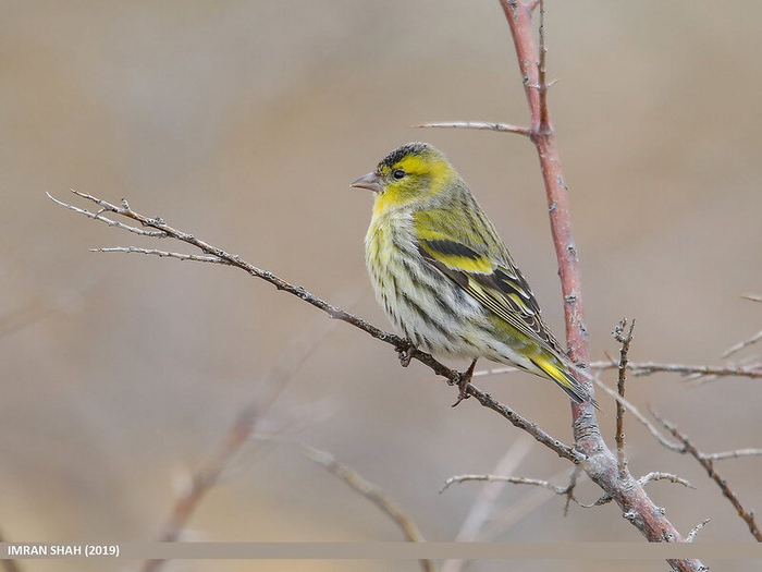 Чиж. Фото Imran Shah (<!--noindex--><a href="https://pikabu.ru/story/chto_za_ptitsa_priletela_na_kormushku_opredelitel_vashikh_pernatyikh_gostey_11035891?u=http%3A%2F%2Fflickr.com&t=flickr.com&h=00f33e3721471ba29e2ca96a4c409fec5ea4b238" title="http://flickr.com" target="_blank" rel="nofollow noopener">flickr.com</a><!--/noindex-->)