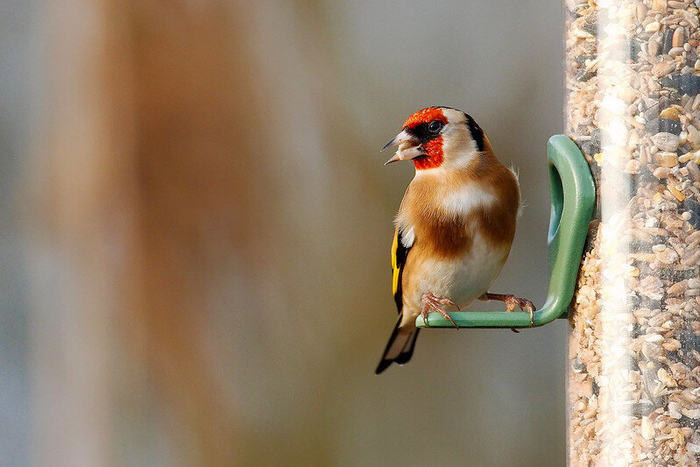 Черноголовый щегол. Фото Airwolfhound (<!--noindex--><a href="https://pikabu.ru/story/chto_za_ptitsa_priletela_na_kormushku_opredelitel_vashikh_pernatyikh_gostey_11035891?u=http%3A%2F%2Fflickr.com&t=flickr.com&h=00f33e3721471ba29e2ca96a4c409fec5ea4b238" title="http://flickr.com" target="_blank" rel="nofollow noopener">flickr.com</a><!--/noindex-->)