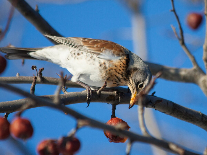 Дрозд-рябинник. Фото автора