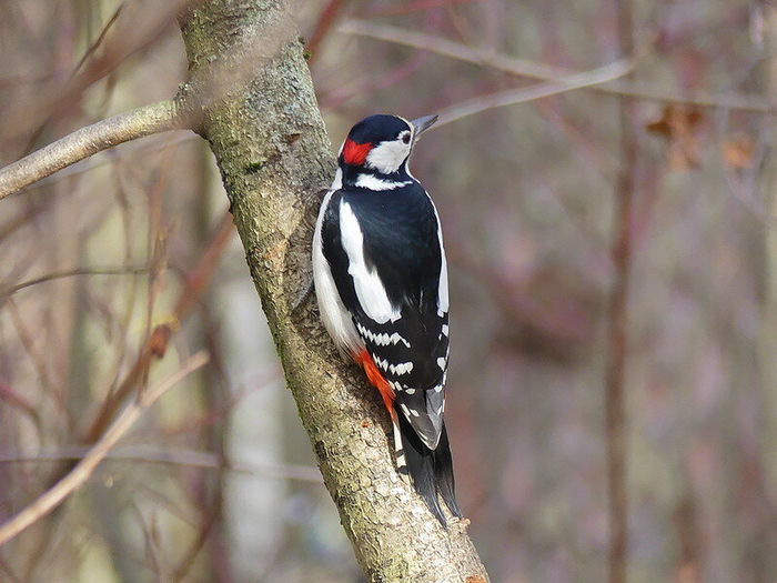 Большой пестрый дятел. Зимой может посещать кормушки даже в городах. Фото Andrey Gulivanov (<!--noindex--><a href="https://pikabu.ru/story/chto_za_ptitsa_priletela_na_kormushku_opredelitel_vashikh_pernatyikh_gostey_11035891?u=http%3A%2F%2Fflickr.com&t=flickr.com&h=00f33e3721471ba29e2ca96a4c409fec5ea4b238" title="http://flickr.com" target="_blank" rel="nofollow noopener">flickr.com</a><!--/noindex-->)