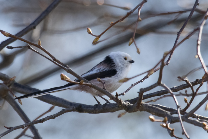 Длиннохвостые синицы также кочуют зимой и иногда посещают кормушки. Фото автора