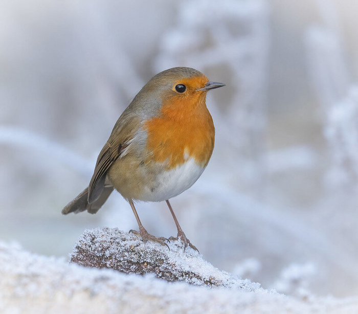 Зарянка. Эти птицы задерживаются до ноября, а некоторые и вовсе могут остаться зимовать. Фото caroline legg (<!--noindex--><a href="https://pikabu.ru/story/chto_za_ptitsa_priletela_na_kormushku_opredelitel_vashikh_pernatyikh_gostey_11035891?u=http%3A%2F%2Fflickr.com&t=flickr.com&h=00f33e3721471ba29e2ca96a4c409fec5ea4b238" title="http://flickr.com" target="_blank" rel="nofollow noopener">flickr.com</a><!--/noindex-->)
