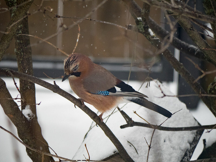 Сойка часто посещает лесные кормушки, но зимой может держаться и в городском парке. Фото sovraskin (<!--noindex--><a href="https://pikabu.ru/story/chto_za_ptitsa_priletela_na_kormushku_opredelitel_vashikh_pernatyikh_gostey_11035891?u=http%3A%2F%2Fflickr.com&t=flickr.com&h=00f33e3721471ba29e2ca96a4c409fec5ea4b238" title="http://flickr.com" target="_blank" rel="nofollow noopener">flickr.com</a><!--/noindex-->)
