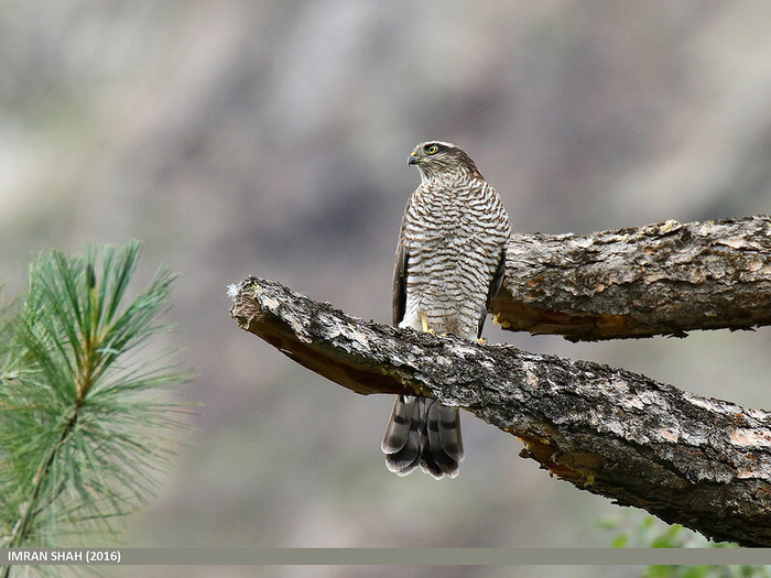 Перепелятник. Самка. Фото Imran Shah (<!--noindex--><a href="https://pikabu.ru/story/chto_za_ptitsa_priletela_na_kormushku_opredelitel_vashikh_pernatyikh_gostey_11035891?u=http%3A%2F%2Fflickr.com&t=flickr.com&h=00f33e3721471ba29e2ca96a4c409fec5ea4b238" title="http://flickr.com" target="_blank" rel="nofollow noopener">flickr.com</a><!--/noindex-->)