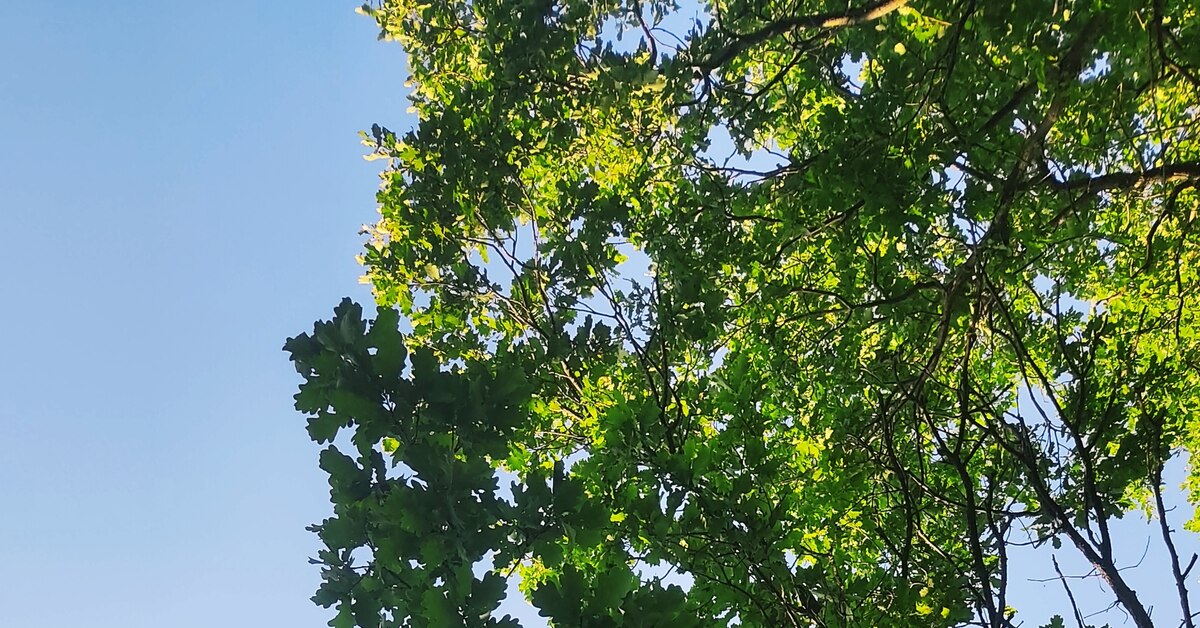 Могучий дуб | Пикабу