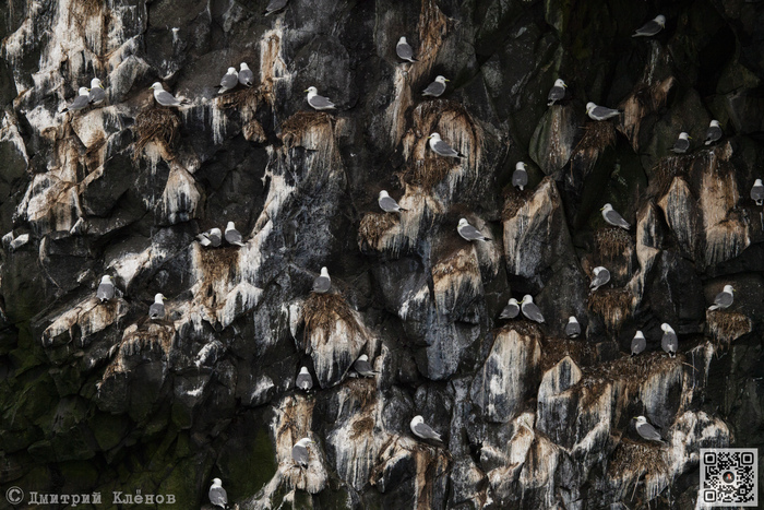 Колония чаек