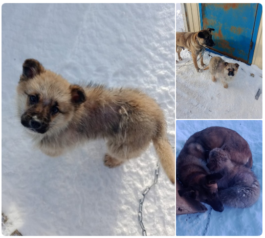 Малышу-щенку срочно нужна передержка или дом