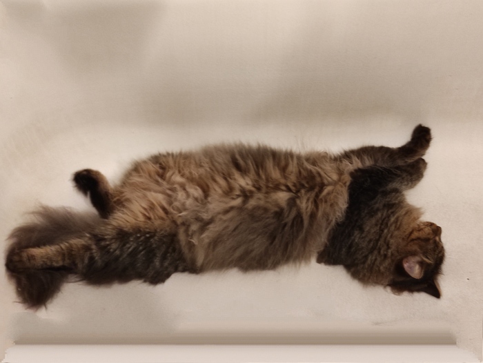 � ����� ���� 