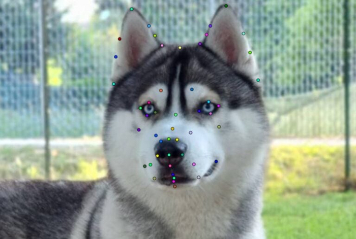 Физические различия пород затрудняют распознавание эмоций собак с помощью анализа лица. Фото предоставлено лабораторией Tech4Animals и Хайфским университетом.