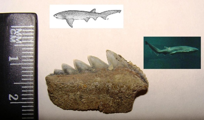    Notorhynchus kempi.    .  ,  .,  .