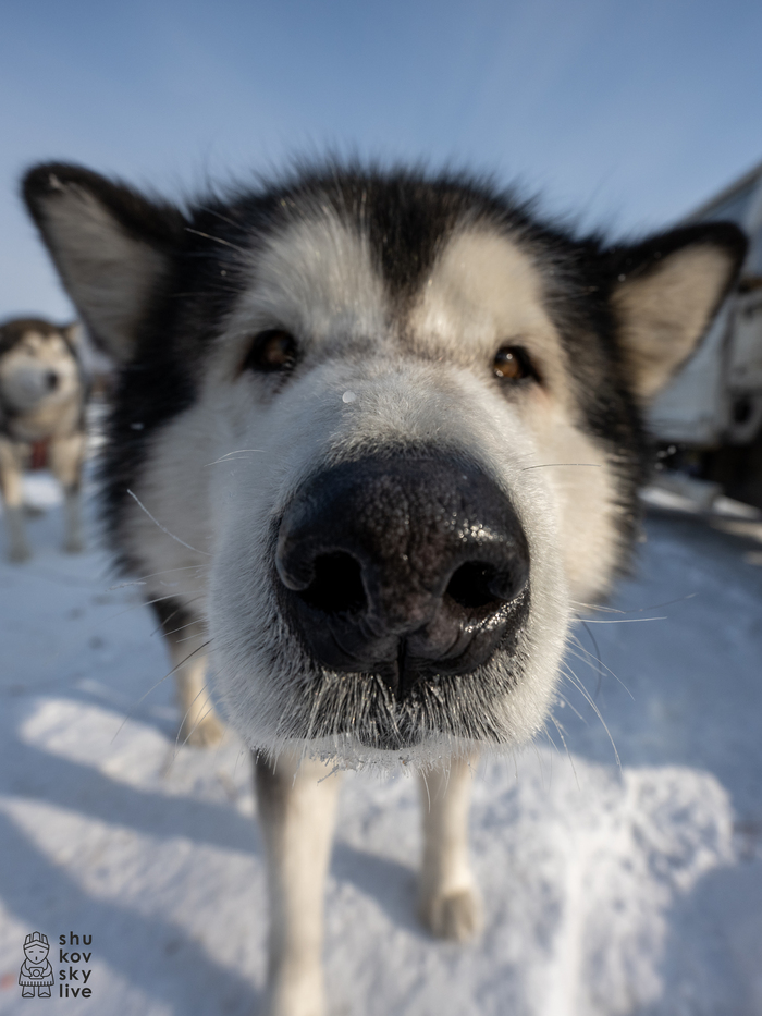 Принес вам собачьих носов! Собака, Хаски, Аляскинский маламут, Ездовой спорт, Мокрые носы, Нос, Пушистые, Длиннопост, Фотография