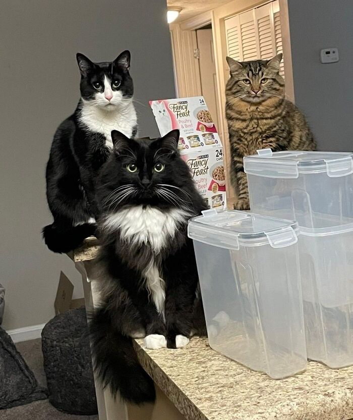 Тройная милота