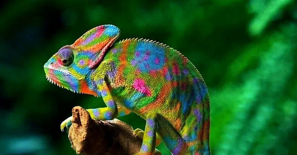 Разных хамелеонов. Хамелеон. Хамелеон разноцветный. Хамелеон меняет цвет. Красочный хамелеон.