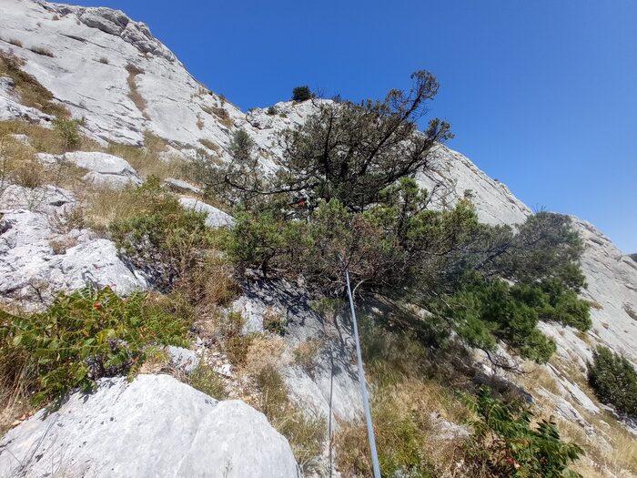 Дерево перед станцией R4 которое целесообразно пропустить