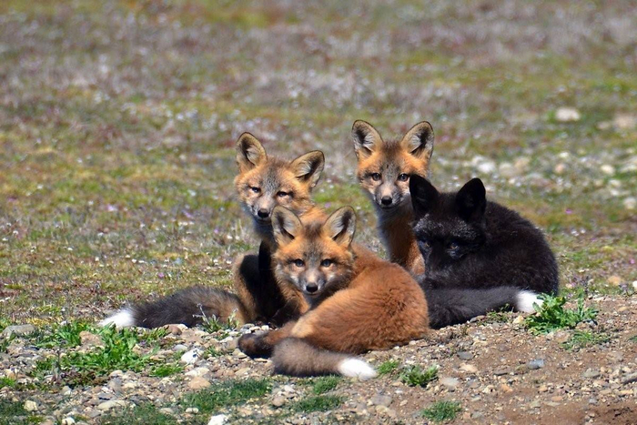 В помёте от рыжей и чёрной лисы чаще всего рождаются не сиводушки, а обычные щенки чёрного или рыжего окраса.