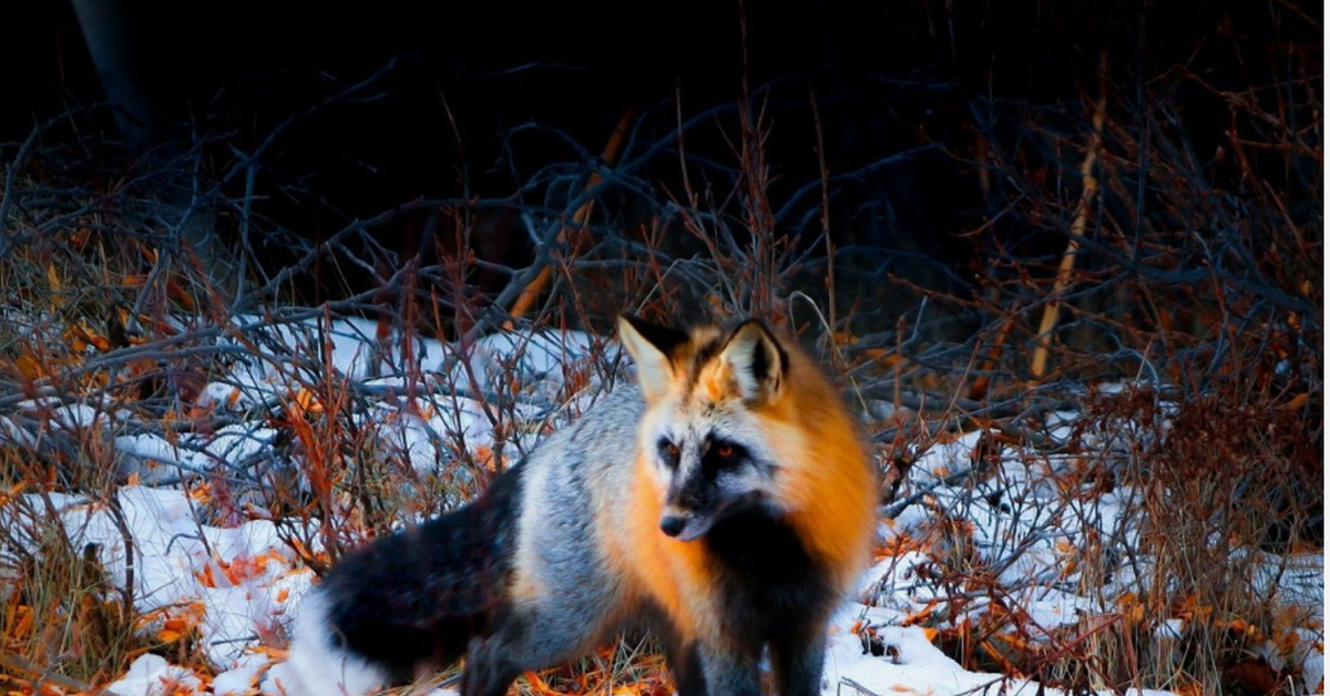 Меланистическая лиса. Крестовка / Cross Fox. Мраморная крестовка лиса. Лиса чернобурка крестовка. Канадская чернобурая лиса.