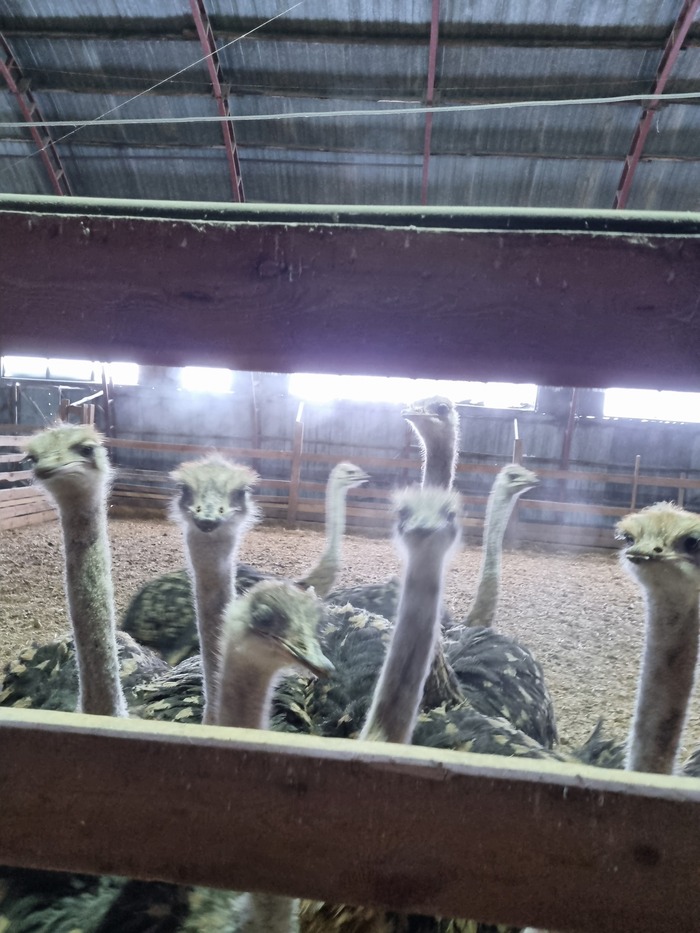 Страусы наше все!