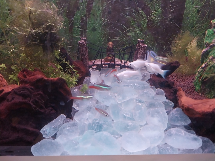 Ещё через три дня моя ослабленная сила воли принесла домой десяток неонов. На фото запечатлела первое несмелое знакомство.