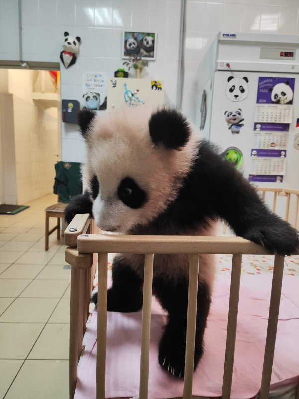 ���������� ������������)