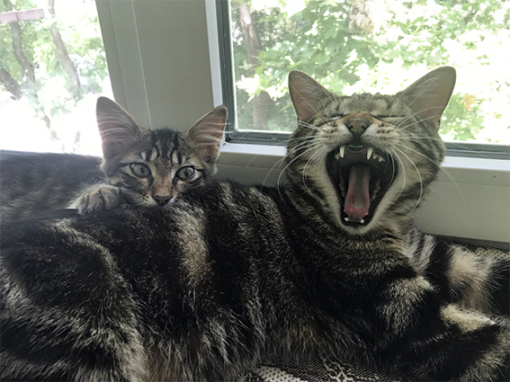 Кутузов и Малыш на подоконнике.