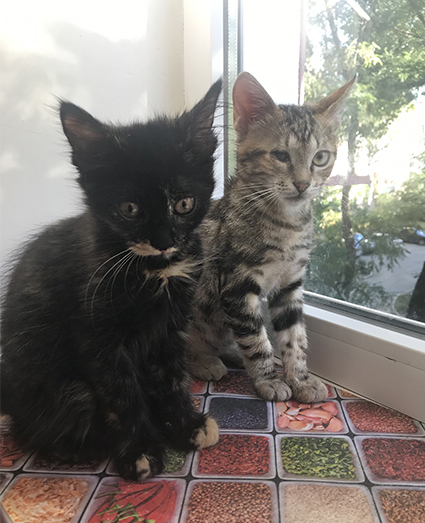 Сметана и Кутузя (обоим по 4 месяца)