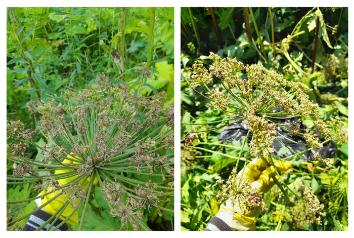 Поврежденные зонтики