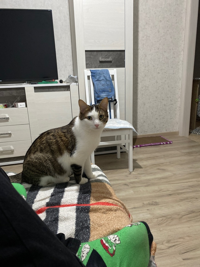 Декабрь 2023. Кот по кличке Гав, как в мультике.