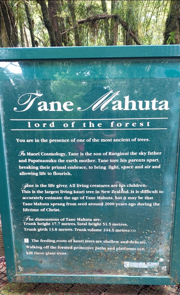 Размеры дерева в предпоследнем абзаце