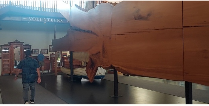 Дерево в разрезе