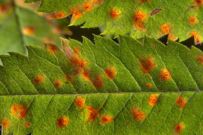 Листья поражённые ржавчинным грибком