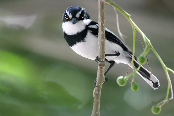 лат. Batis perkeo, вид из семейства сережкоглазок, северо-восточная Африка