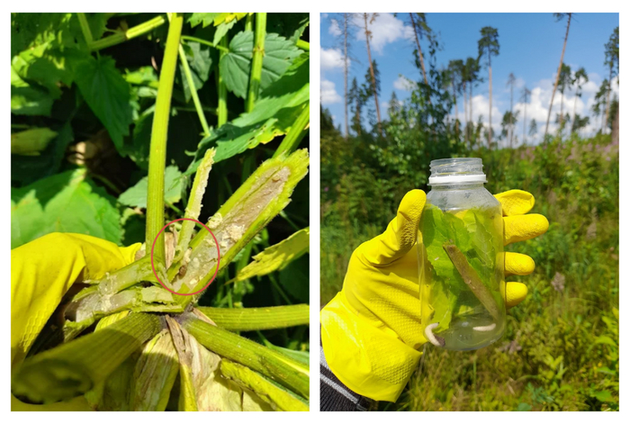 Личинки в стебле. Справа — собраны в баночку.