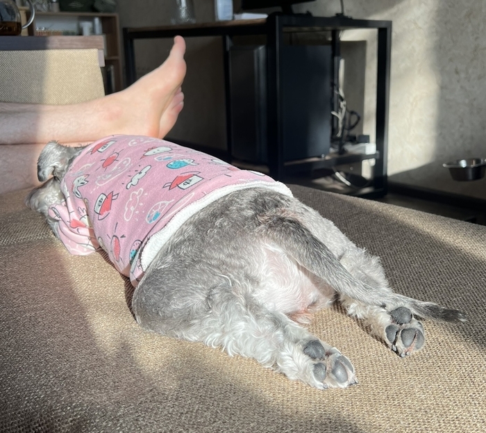 Помогите советом по поводу корма для собак