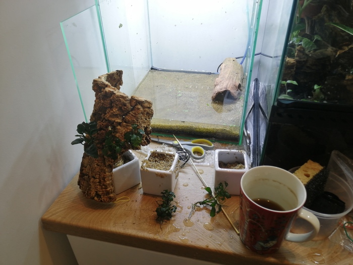 Аквариум выпотрошен. На удивление не пахнет болотом. Совсем. Пришиваю анубиасы к коре, она будет чехлом для фильтра. а в выемку замечательно подходит грот, который станет пещерой и укрытием для сомиков. если они когда-нибудь эту пещеру найдут.