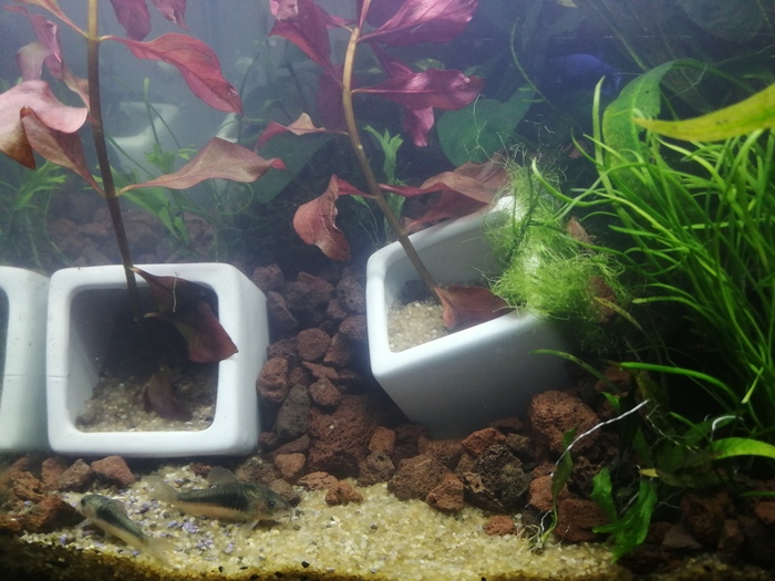 Вода залита, сомики отдыхают на пляже. справа вверху можно увидеть бабу петушка. Она как раз примерно над пещерой проплывает.