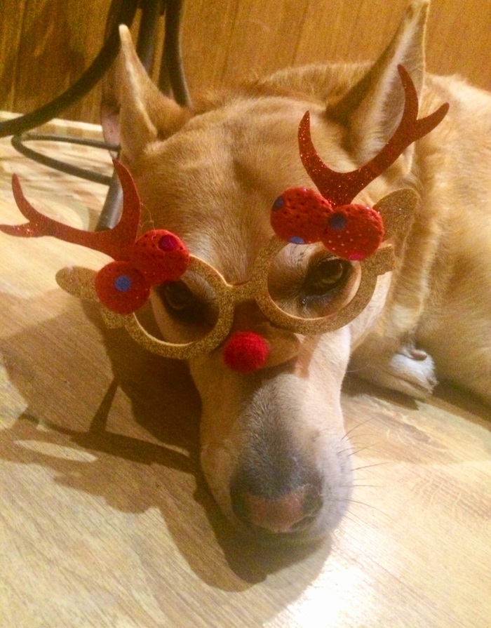 Тайсон с каждым днем проходит всё больше шагов и уже преодолеват препятсвия...эпилепсия,артит-это не приговор!