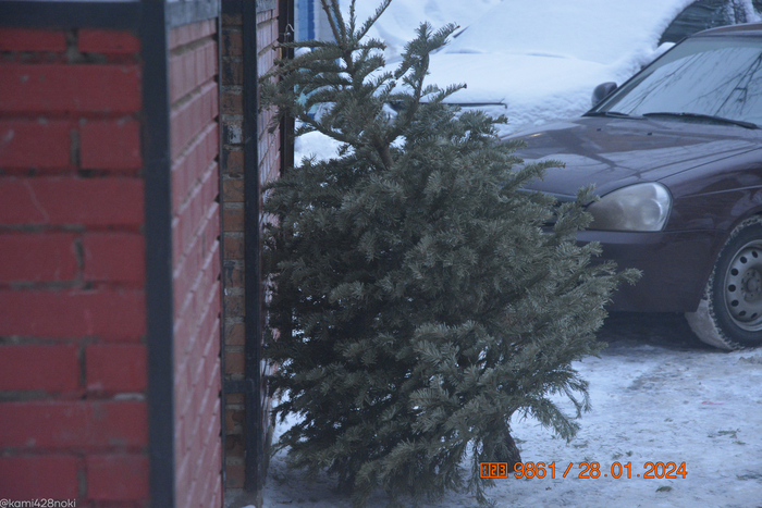 Ёлка устала, несите новую... в Новый год 2025