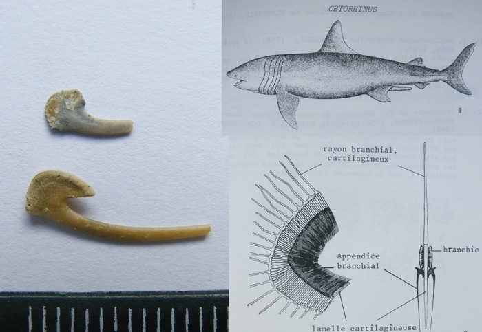 - Часть цедильного аппарата ископаемой гигантской акулы рода Cetorhinus, вероятно C.parvus. с реконструкций. Возраст олигоцен, рюпельский ярус. Казахстан, собственная находка автора