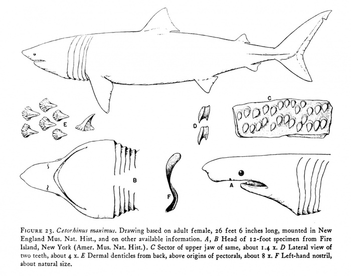 - Cetorhinus maximus (Gunnerus, 1765) на рис C. - участок верхней челюсти с зубами.на рис D. - два зуба (вид сбоку).на рис E. - кожные дентикли спинной области (выше основания грудных плавников).