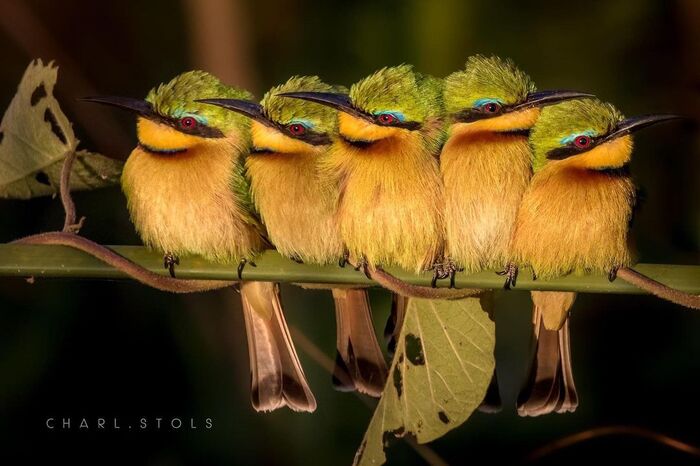 Карликовые щурки