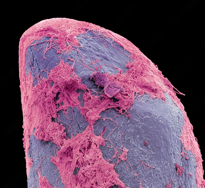     .     ,   -   .   . : x2500 