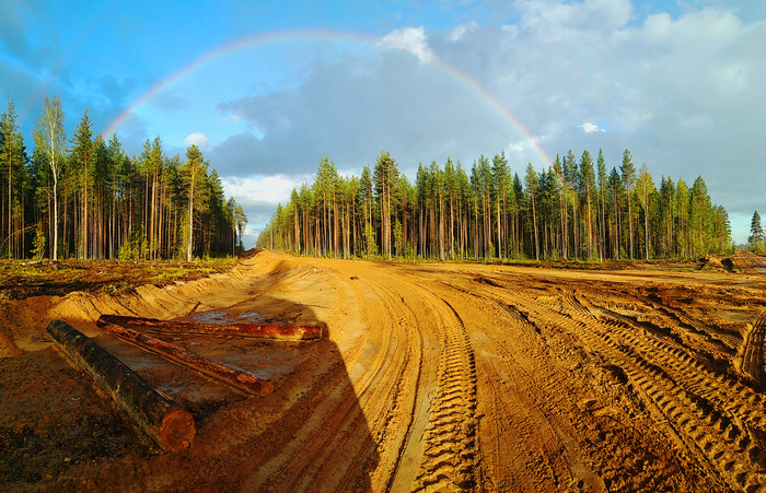 Лесная арка