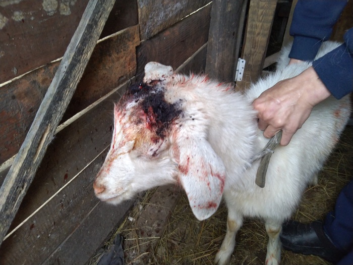 Сразу после того, как рога отпали, раны обработаны лекарством.