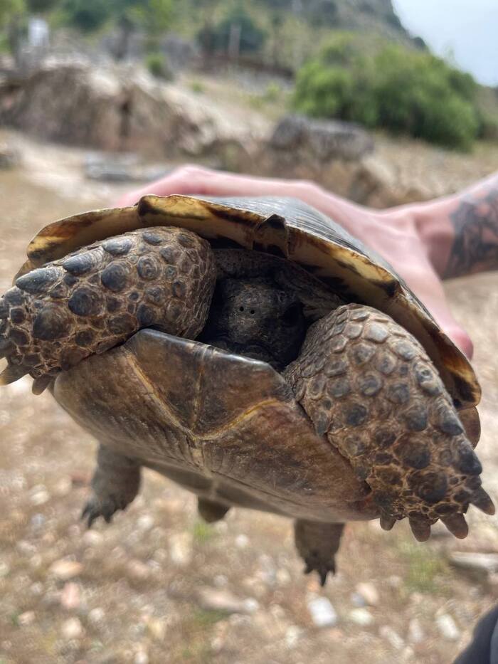 Ели крабов, черепах не ели)