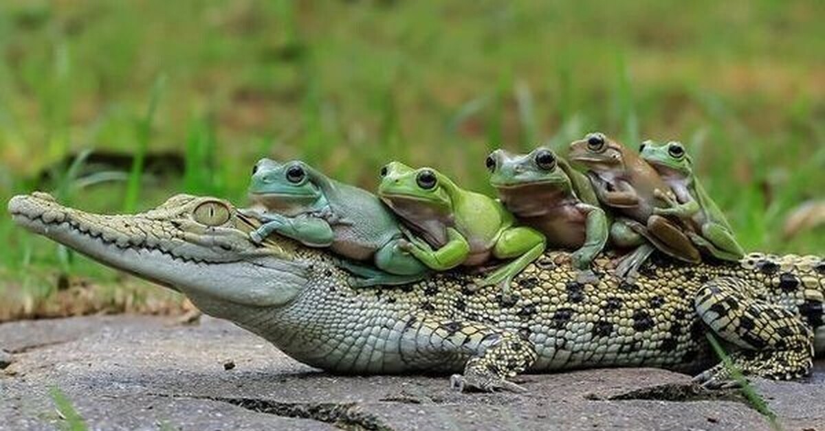 Крокодилы и лягушки какие животные. Крокодил и лягушка. Детеныш лягушки. Лягушачьи Детеныши. Жабки с детенышами.